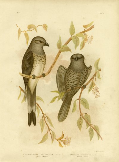 Ground Graucalus Or Ground Cuckoo Shrike, 1891 by Gracius Broinowski